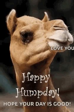 Funny Good Morning Wednesday I Love You GIF