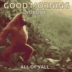Funny Good Morning Wednesday Orangutan GIF
