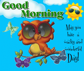 Funny Good Morning Wednesday Owl GIF