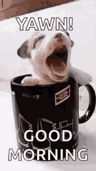 Funny Good Morning Wednesday Yawning Puppy GIF