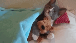 Funny Good Night Cute Cat Hugging Teddy Bear GIF