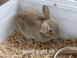 Funny Good Night Jump Sleep Rabbit GIF