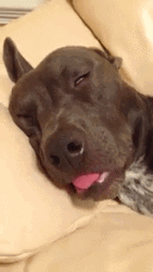 Funny Good Night Sleeping Dog Tongue Pull Out GIF