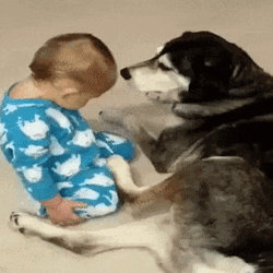 Funny Good Night Sleepy Baby Dog Falling Down  GIF