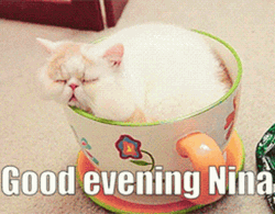 Funny Good Night Sleepy Cat Cup Meme GIF