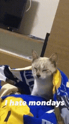 Funny Good Night Sleepy Cat Hate Mondays Meme GIF