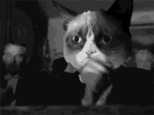 Funny Grumpy Cat Slow Clap  GIF