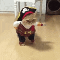 Funny Halloween Cute Cat Pirate GIF