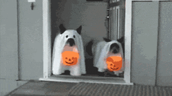 Funny Halloween Cute Dogs Ghost Trick Or Treats GIF
