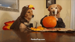 Funny Halloween Cute Dogs Pumpkin GIF