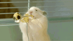 Funny Hamster Band
