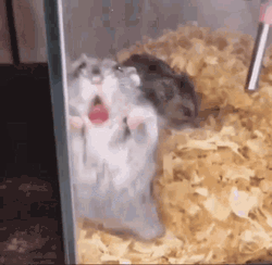 Funny Hamster Lick
