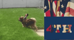 Funny Happy 4Th Of July Chihuahua Dog GIF