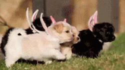 Funny Happy Easter Fairy Puppies GIF
