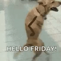 Funny Happy Friday Doggy Dance GIF