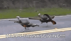 Funny Happy Thanksgiving Turkey Running GIF
