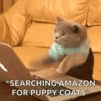 Funny Happy Tuesday Frantic Cat Typing GIF