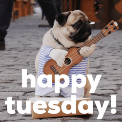 Funny Happy Tuesday Pug Playing Guitar GIF