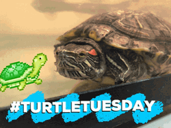 Funny Happy Turtle Tuesday Animation GIF
