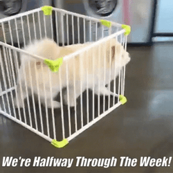 Funny Happy Wednesday Dog In Cage GIF