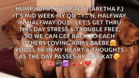 Funny Happy Wednesday Group Of Puppies GIF