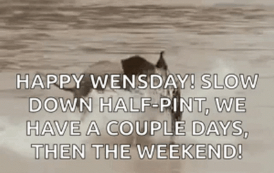 Funny Happy Wednesday Running Baby Elephant GIF