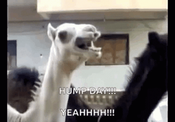Funny Happy Wednesday Screaming Camel GIF