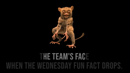 Funny Happy Wednesday Shocked Tarsier GIF
