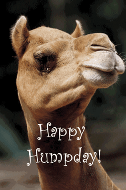Funny Happy Wednesday Talking Camel GIF
