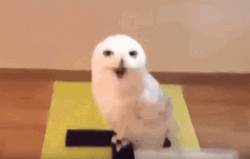 Funny Hedwig Laughing GIF