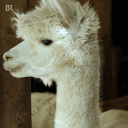 Funny Hello Alpaca GIF