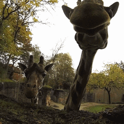 Funny Hello Oregon Zoo Giraffes GIF