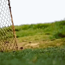 Funny Hen Wave With Human Arm  GIF