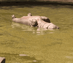 Funny Hippopotamus Chilling