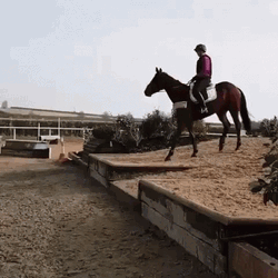 Funny Horse Buck Fall GIF