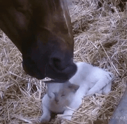Funny Horse Cat Lick GIF