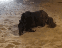 Funny Horse Cute Rolling GIF