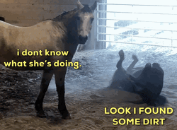 Funny Horse Dirt Rolling GIF