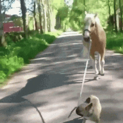 Funny Horse Dog Walking GIF