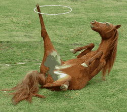 Funny Horse Hula Hoop GIF