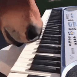 Funny Horse Nose Playing Piano GIF