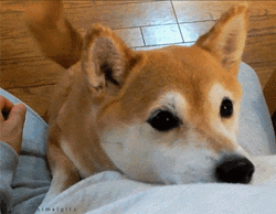 Funny Hug Dog Staring GIF