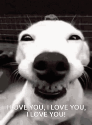 Funny I Love You Dog Face GIF