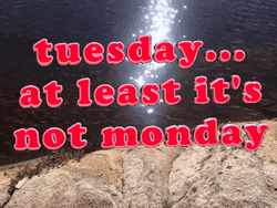Funny It's Only Tuesday Water Mobile Design GIF