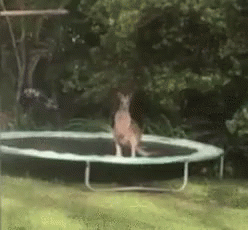 Funny Kangaroo Jumping Stance