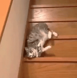 Funny Kitten Moving Down The Stair GIF