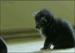 Funny Kitty Receiving Boop Passing Out GIF