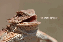 Funny Lizard Laughing Meme GIF