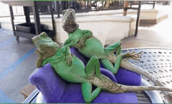 Funny Lizards Enjoying The Ride GIF