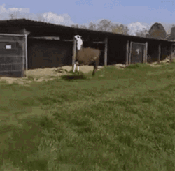 Funny Llama Running Skipping GIF